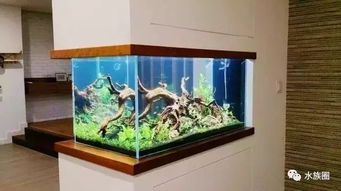 您說(shuō)魚(yú)缸水族箱占地，我們笑了 方寸之間，自有天地
