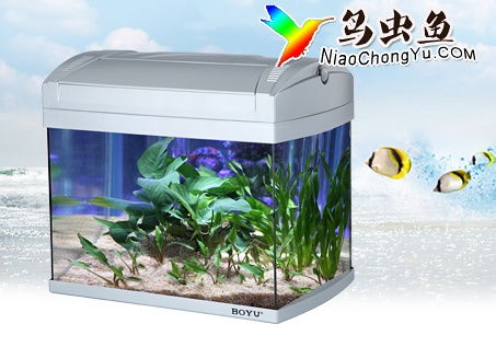 魚缸與水族箱 水族愛好中的詩意容器與生態世界